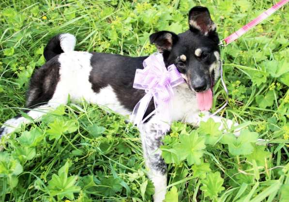 Собака девочка бесплатно в Подольске фото 6