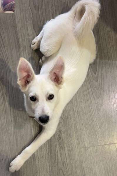 Невероятно красивый белый щенок в Санкт-Петербурге фото 5