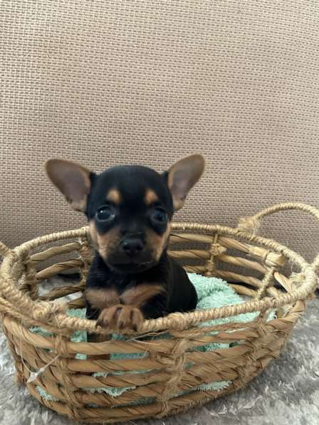 Щенок чихуахуа