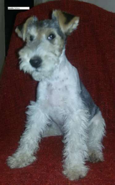 Щенки жесткошерстного фокстерьера в Краснодаре фото 3