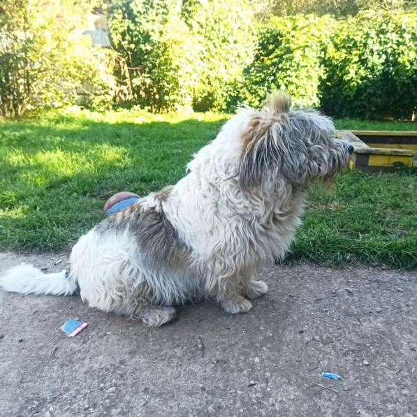 У Бубы сложная судьба и нет хозяйки в Москве фото 3