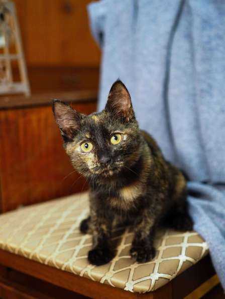 Трехцветный котёнок Пеппи в добрые руки