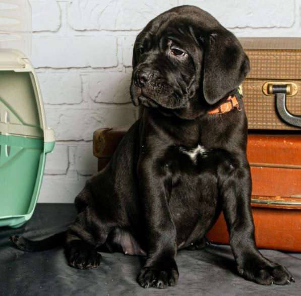 Кане - Корсо. Black girl's в