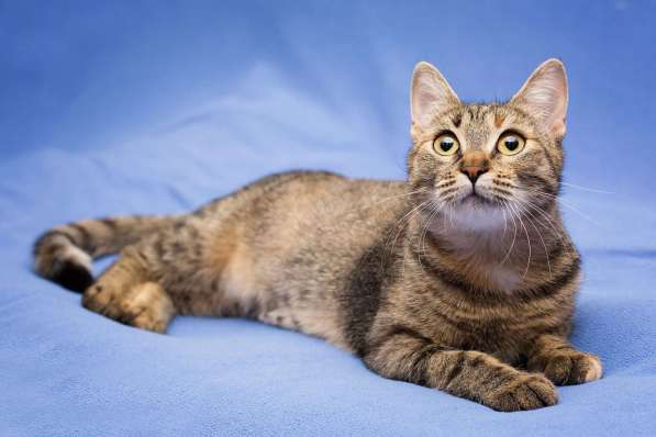 Очаровательная полосатая кошечка Джуля в добрые руки в Москве фото 3