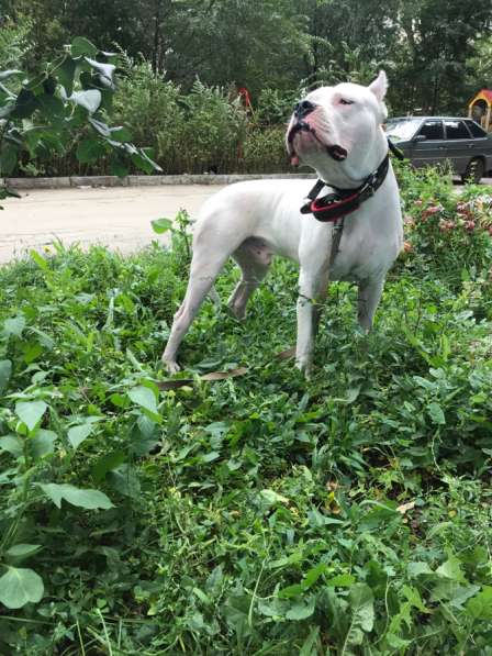 Вязка в Самаре фото 4