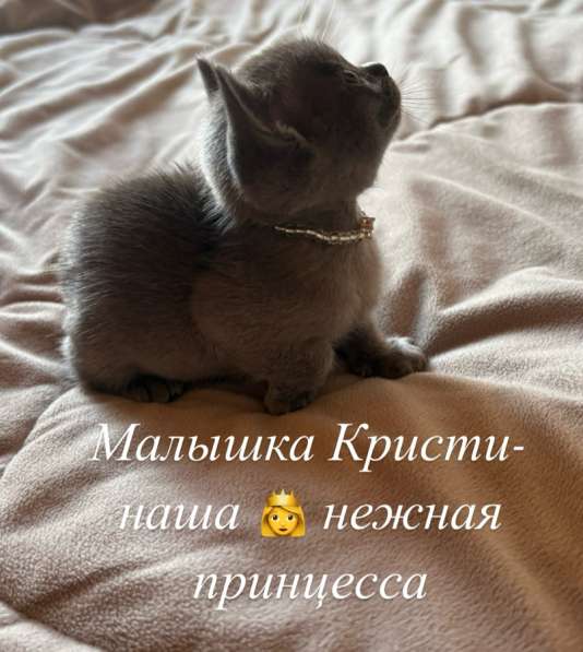 Котята Бурма