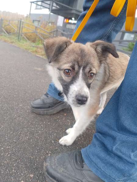 Маленькая ласковая собачка, 5 месяцев в Санкт-Петербурге фото 3