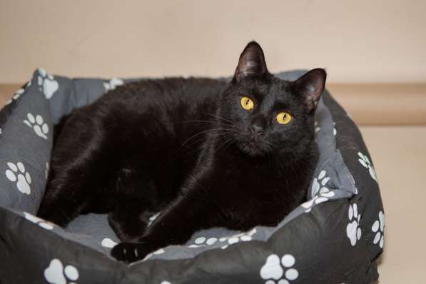 Черный ласковый кот Дэй в дар в Москве фото 4