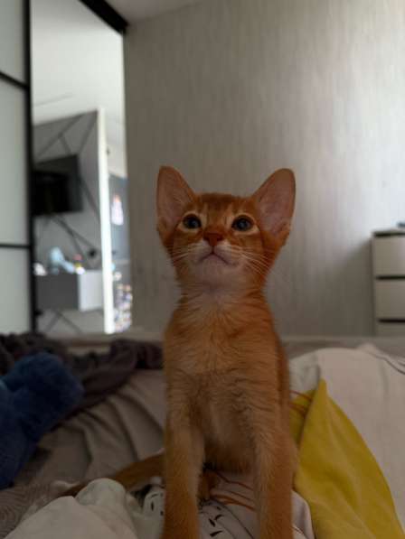 Абиссинские котята в Перми