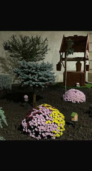 Хризантемы в Хасавюрте фото 4