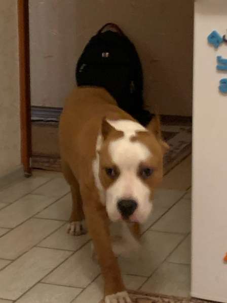 Найдена собака, щенок в Ростове-на-Дону фото 5