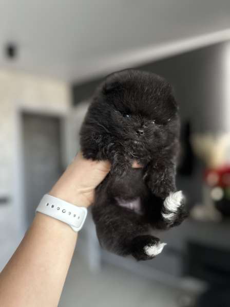 Щенки шпица