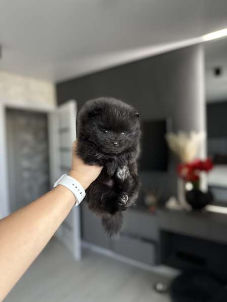 Щенки шпица в фото 7