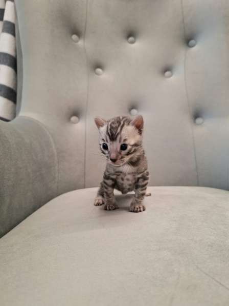 Бенгальские котята в Санкт-Петербурге