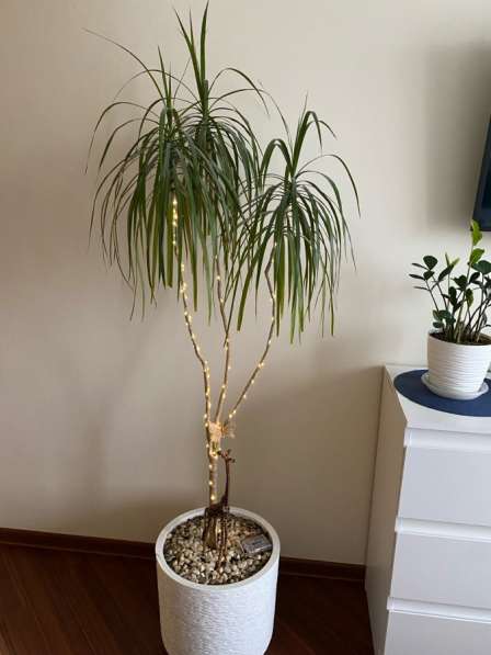 Пальма драцена в Москве