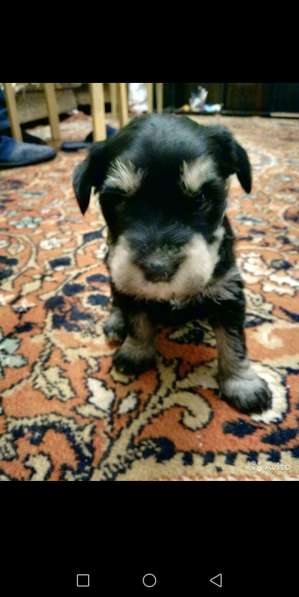 Щенки цвергшнауцеры в Шахтах фото 8