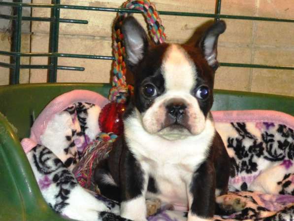 Бостон терьер - щенки от Чемпионов