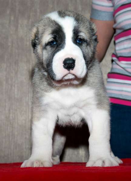 Девочка алабай от Грандчемпионов в Новосибирске фото 9