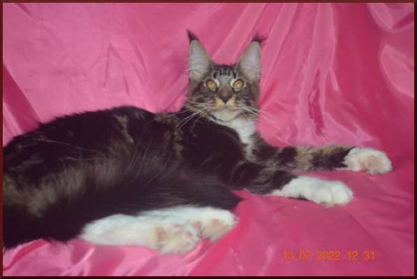 Роскошный черный котик мейн-кун из питомника в Астрахани фото 14