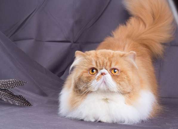 Продается персидский кот(экзот ДШ) в Санкт-Петербурге