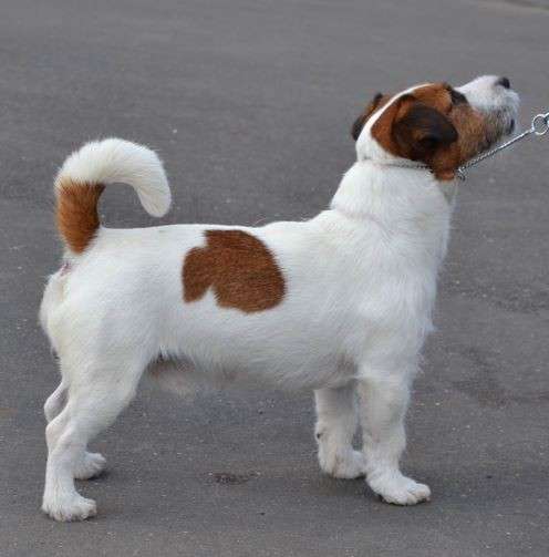 Вязка Джек рассел терьер в фото 4