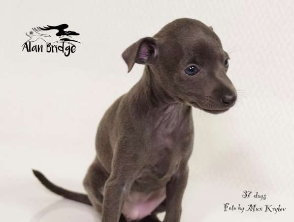 Piccolo levriero italiano