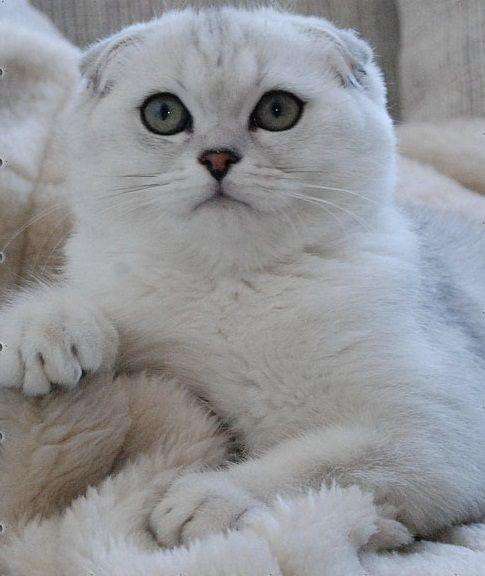 Кот шотландский -вязка в Костроме