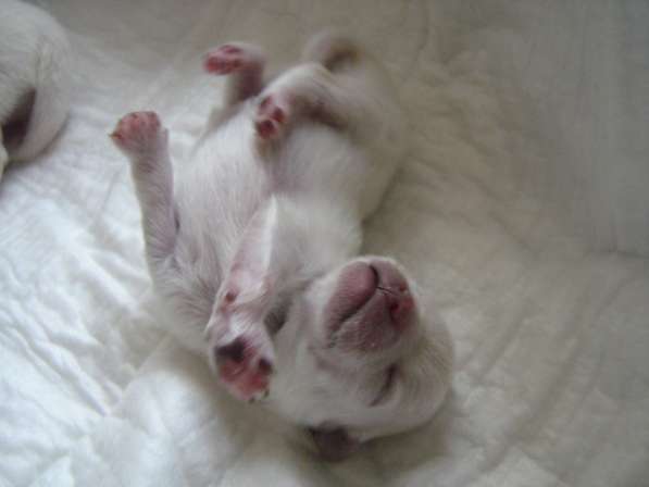 Лисята в Ростове-на-Дону фото 38