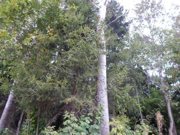 realty_mapper3.plot_in_locationПлощадь 15.00 сот.Есть Электричество, Газ. в Москве фото 3