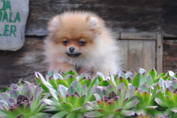 Pomeranian Spitz girl в фото 6