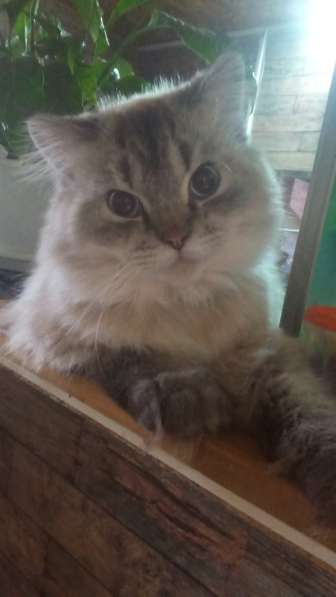 Персидский кот в дар в Сергиевом Посаде фото 4