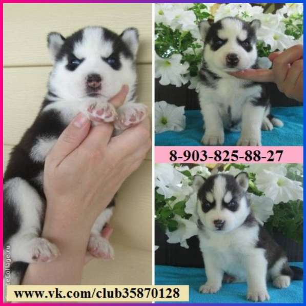 Щеночки сибирской хаски. лучшие малыши