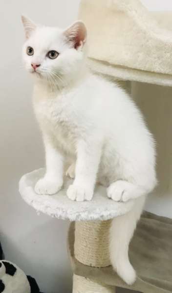Продается белый британский котёнок