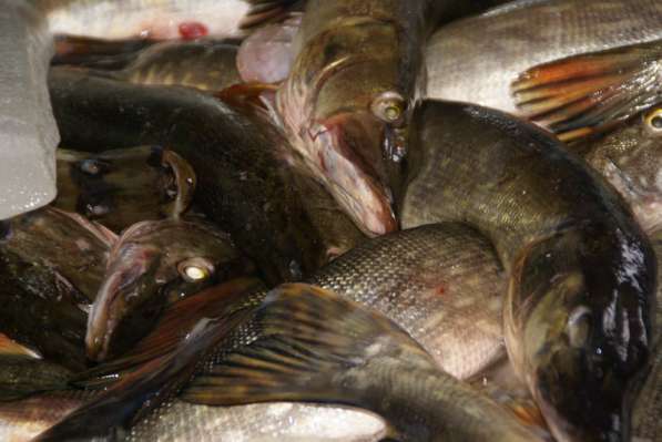 Рыба оптом и в розницу в Омске фото 8