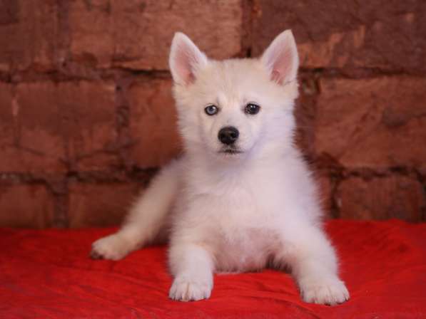 Разноглазый POMSKY