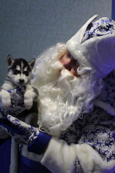 Щенки Сибирский хаски в Санкт-Петербурге фото 15