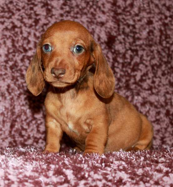 Девочка миниатюрной таксы в Москве фото 5