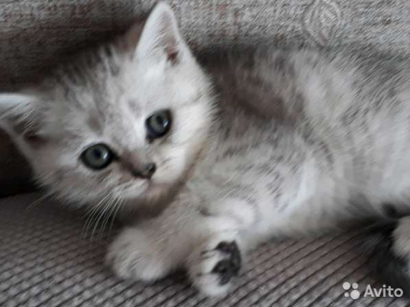 Котята вислоухие и прямоухие в Костроме фото 12