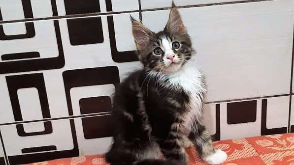 Котята породы мейн-кун из питомника Arktur в Екатеринбурге фото 12