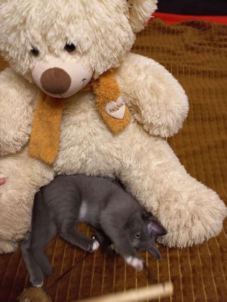 Подарю серого котенка с синими глазами 2мес в Красноярске фото 6