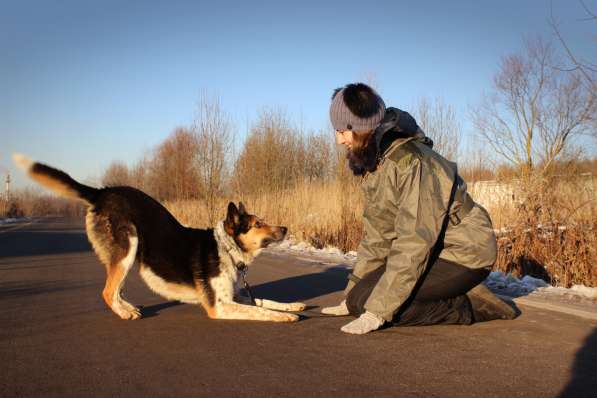 Собака в добрые руки, 2 года в Москве фото 6