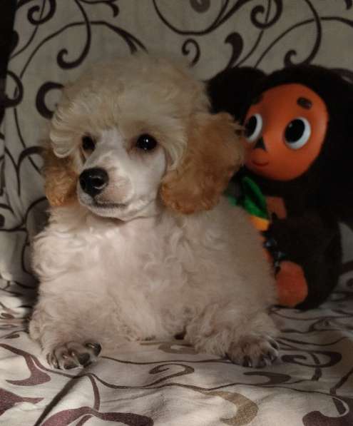 Пудель. Apricot в 