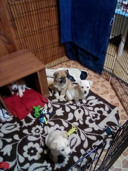 Щенка в добрые руки в Москве фото 12