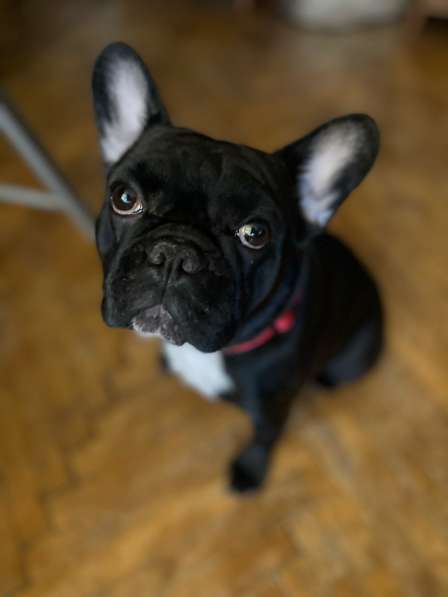 Французкий бульдог в Москве