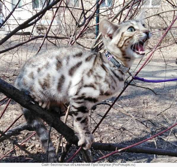 Элитная Бенгальские Снежный барс котятки в Санкт-Петербурге фото 32