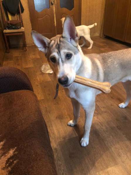 Лёня - метис хаски 9-ти месяцев в Москве фото 7