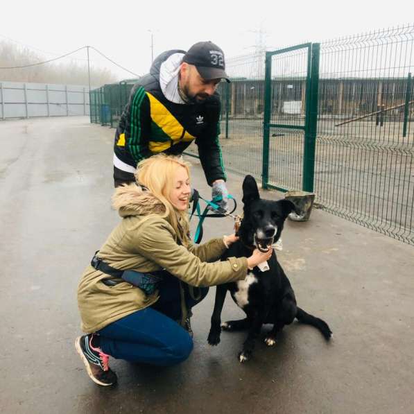 Статный красавец Виконт ищет семью в Москве фото 38