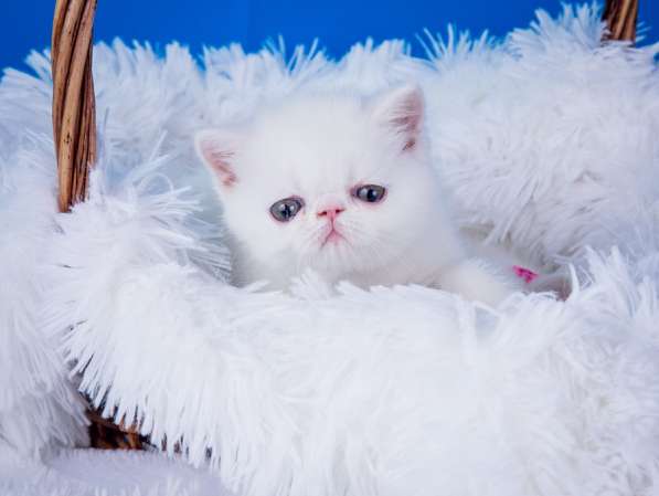 Экзотические короткошерстные котята в Новосибирске фото 7