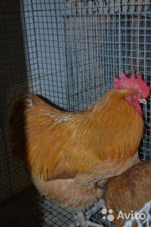 Цыплята, инкубационное яйцо в Ижевске