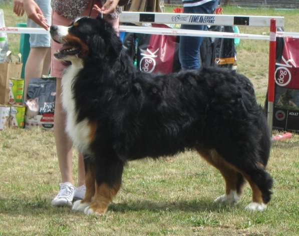 Bernese Mountain Dog в фото 7